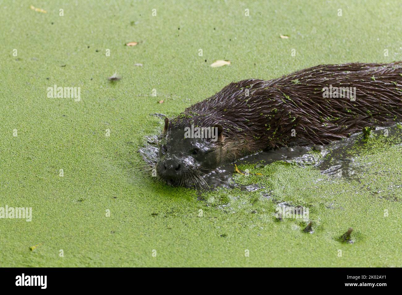 Otter (lutra lutra) prigioniero programma di allevamento, pelliccia marrone paler sotto cane come faccia lungo corpo sottile lunga coda spessa piedi a nastro piccole orecchie Foto Stock