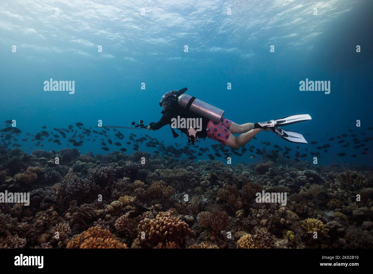 Un subacqueo che nuota sopra la barriera corallina tenendo in mano una macchina fotografica che prende video di una scuola di pesce Foto Stock