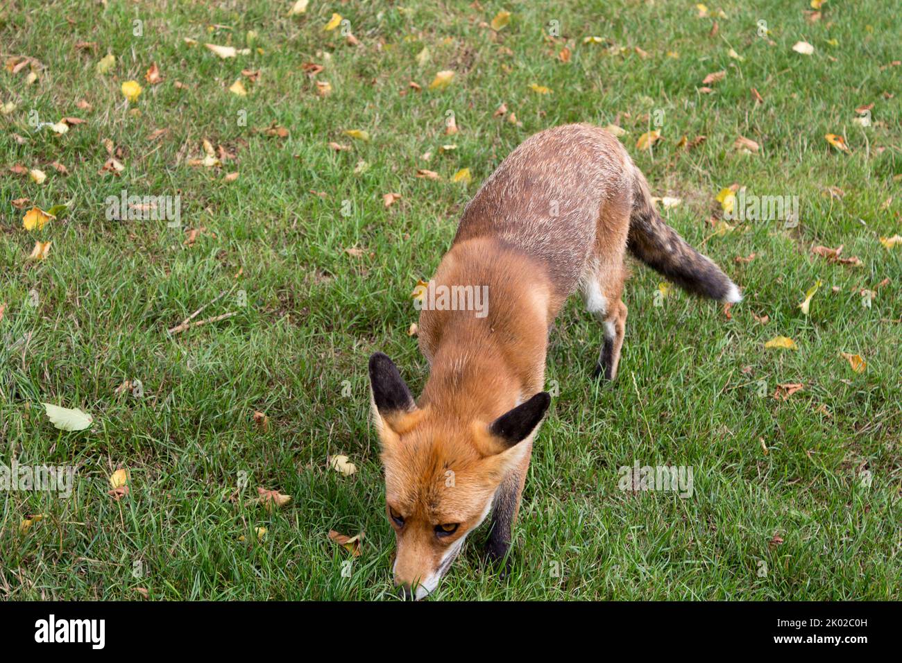 Volpe (vulpes vulpes) pelliccia rossa arancione cespugliata coda bianca, gamba inferiore nera dietro le orecchie verticali. Occhi ambrati bianco muso guance e sotto Foto Stock