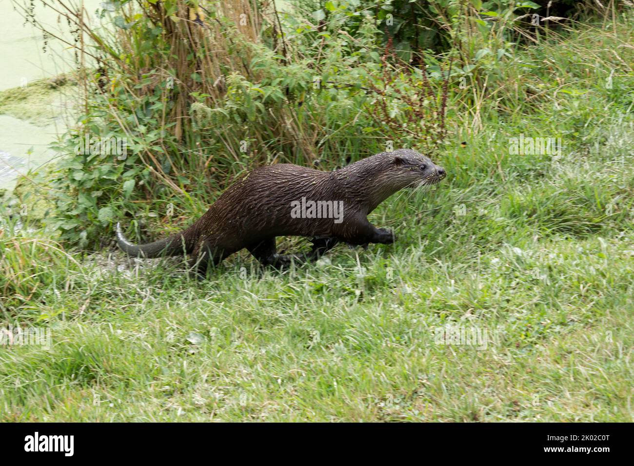 Otter (lutra lutra) prigioniero programma di allevamento, pelliccia marrone paler sotto cane come faccia lungo corpo sottile lunga coda spessa piedi a nastro piccole orecchie Foto Stock