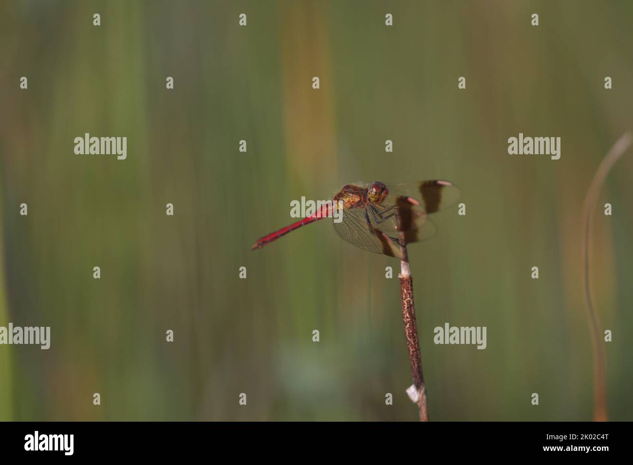 Balzata dragonfly darter seduto in erba in una palude in estate Foto Stock