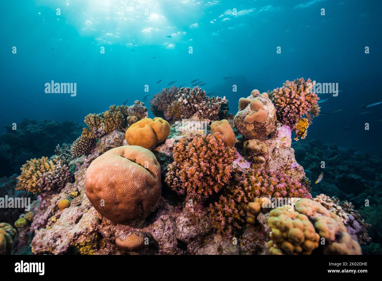 Una varietà di coralli differenti che crescono sulla barriera corallina con il sole che splende attraverso la superficie dell'acqua Foto Stock
