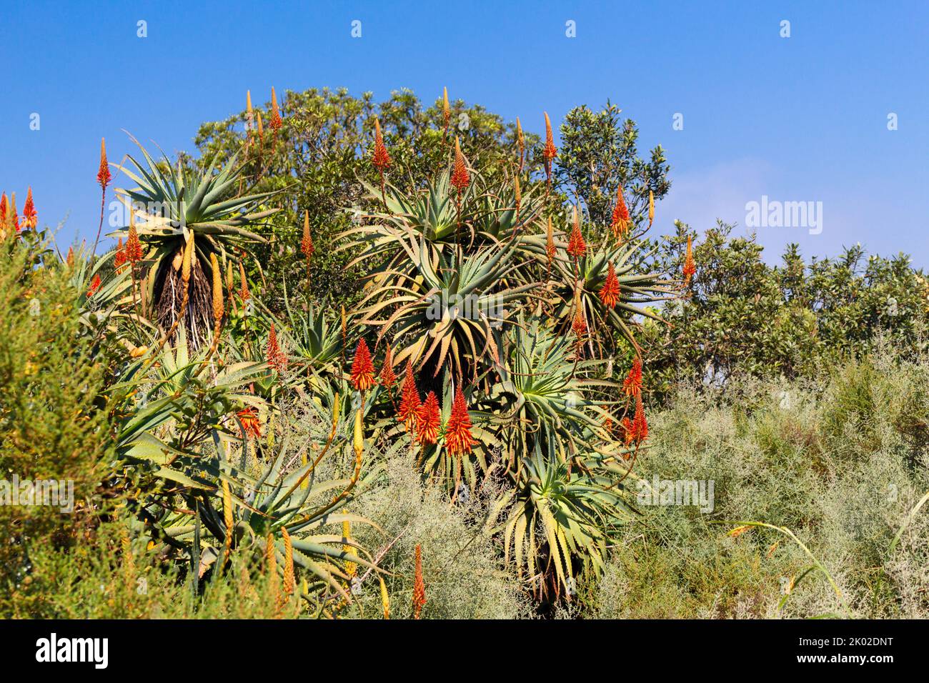 Aloe vera in fiore alla finestra di Dio nella riserva naturale del fiume Blyde nella regione di scarpata di Drakensberg nella parte orientale di Mpumalanga Sud Afica Foto Stock