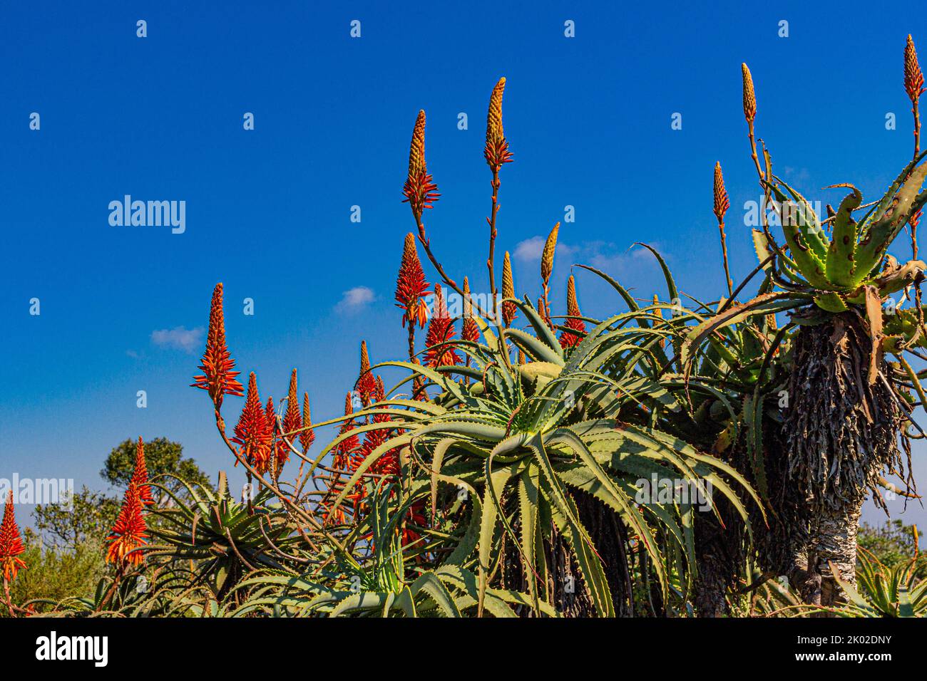 Aloe vera in fiore alla finestra di Dio nella riserva naturale del fiume Blyde nella regione di scarpata di Drakensberg nella parte orientale di Mpumalanga Sud Afica Foto Stock