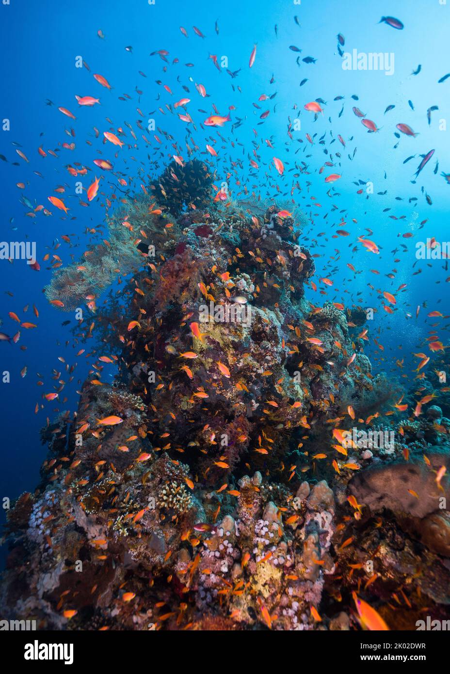 Un vivace pinnacolo di coralli si staglia sulla barriera corallina circondata da molti piccoli pesci come anthias o goldie di mare Foto Stock
