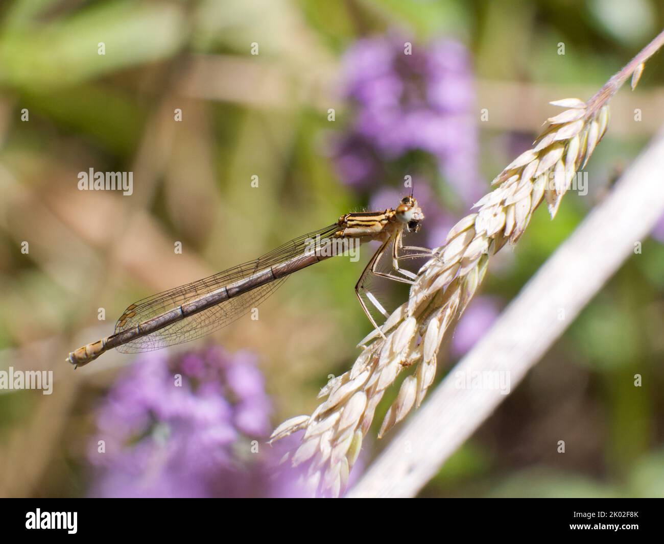 Femmina immatura Damselfly a zampe bianche su erba Foto Stock