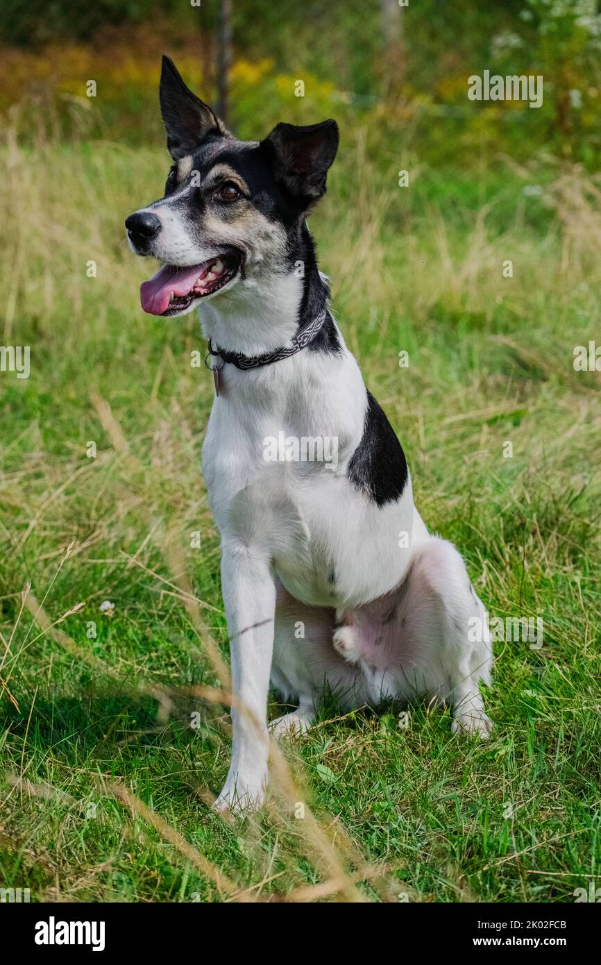 Yojik è un cane a tre zampe che è stato per l'adozione al Animatch Dog Adoption Services. Foto Stock