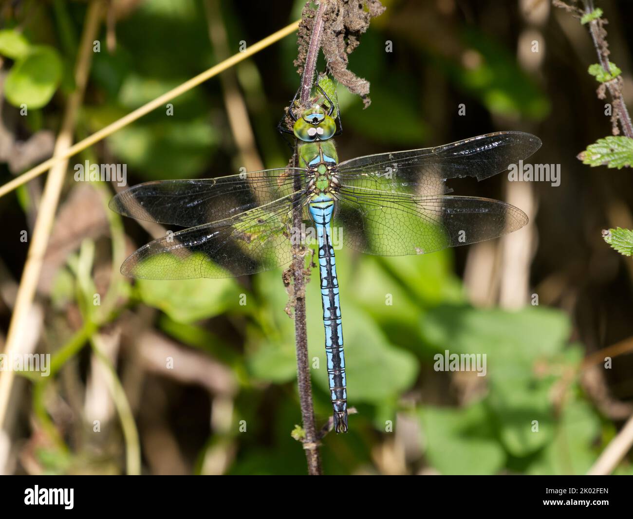 Dragonfly imperatore maschio (Anax imperator) a riposo. Foto Stock