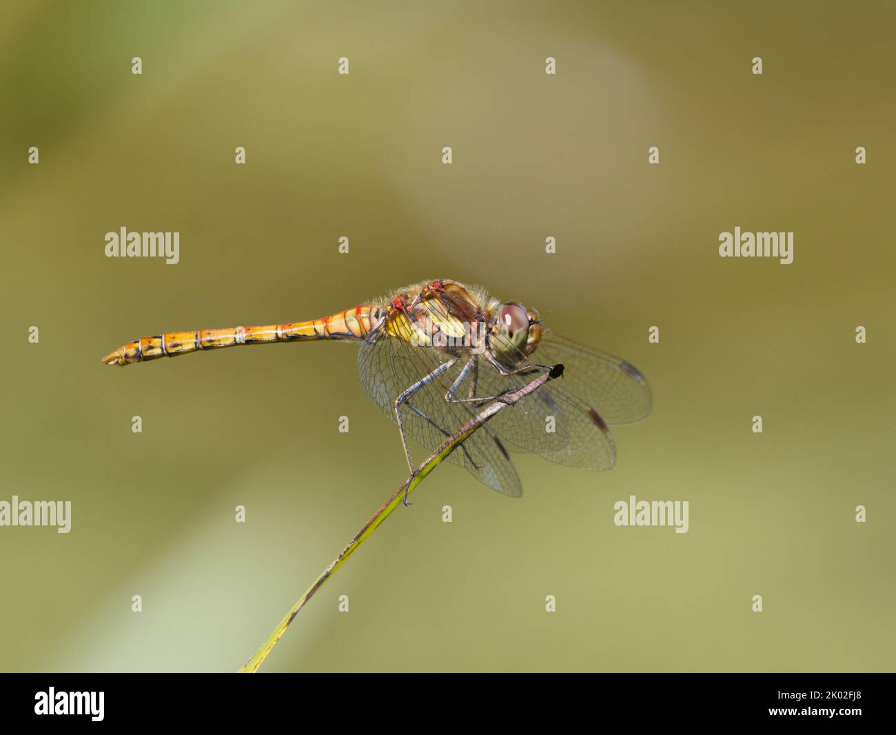 Dragonfly Darter comune maschile (Sympetrum striolatum) arroccato alla fine di una foglia Foto Stock