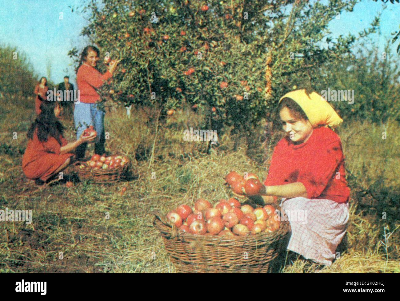 Gli studenti delle scuole moldave aiutano a raccogliere un ricco raccolto di mele, in una fattoria collettiva sovietica 1980 Foto Stock Gli studenti delle scuole moldave aiutano a raccogliere un ricco raccolto di mele, in una fattoria collettiva sovietica 1980 Foto Stock