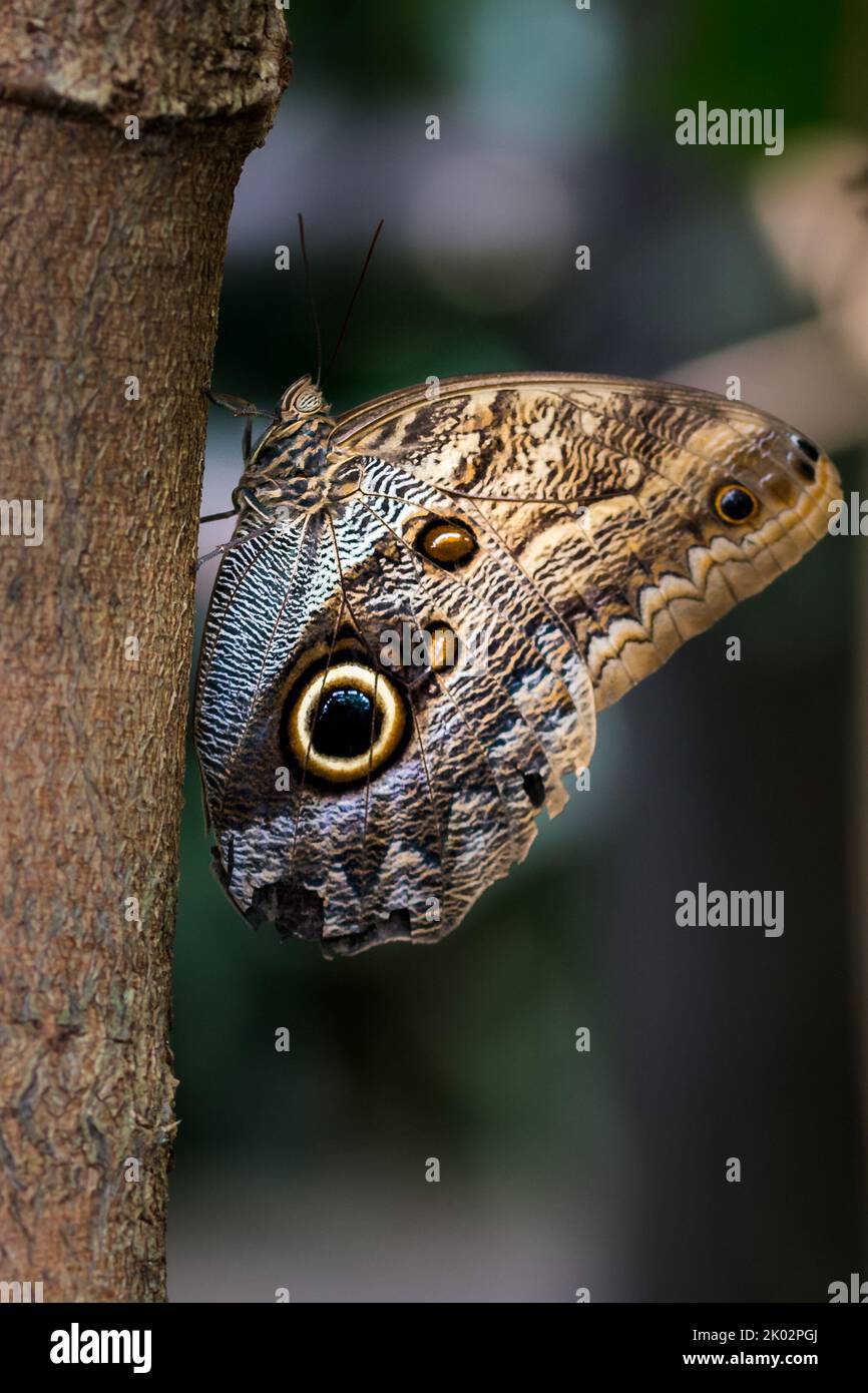 Un primo piano verticale di una farfalla di gufo marrone su un tronco di albero Foto Stock