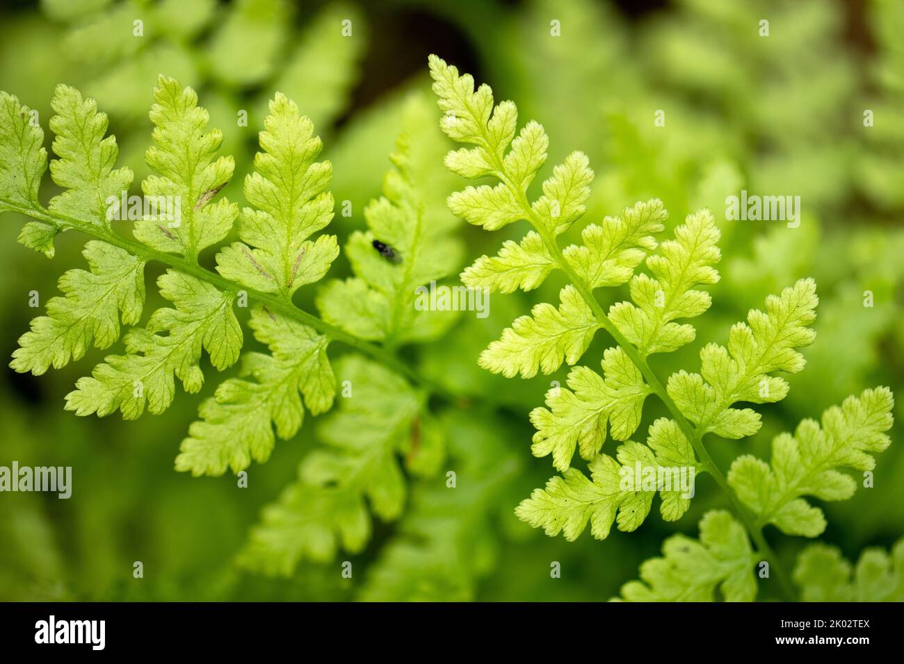 Un macrofo di piante di felce verdi nel John Dean Provincial Park, North Saanich, Vancouver Island, Canada Foto Stock