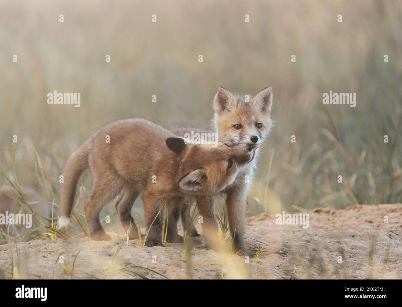 Un primo piano di due cuccioli di volpe in kit che giocano insieme in un prato Foto Stock