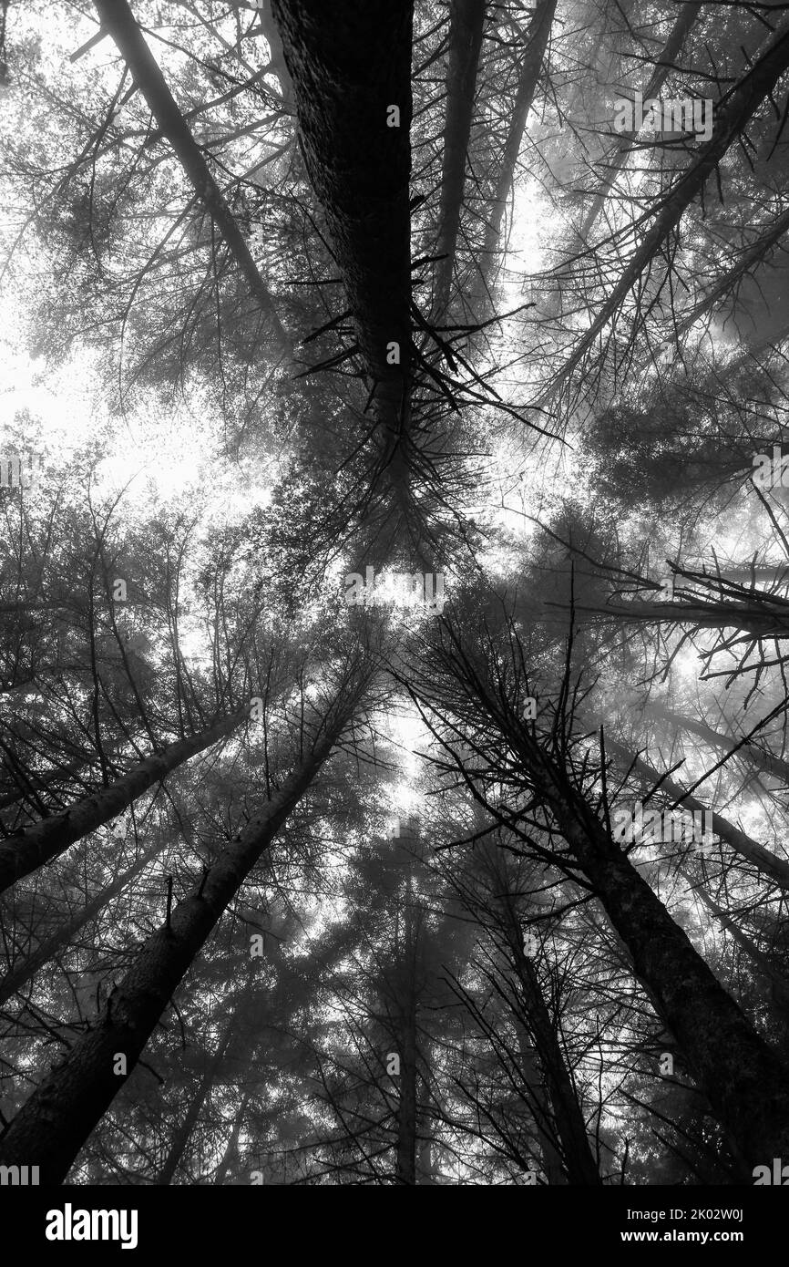 Una scala di grigi verticale di pini con effetto sfocato Foto Stock