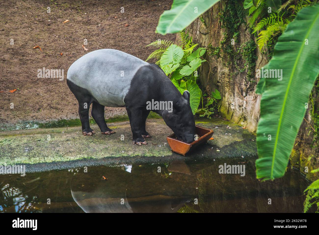 Un tapir malese allo zoo. Tapirus indicus. Foto Stock