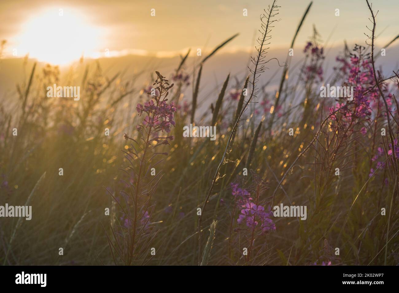 Fiori, fiori selvatici, sole, radioso, luminosità, natura, viola Foto Stock