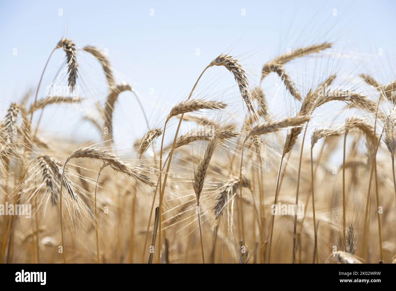 Spighe di grano contro cielo nuvoloso Foto Stock