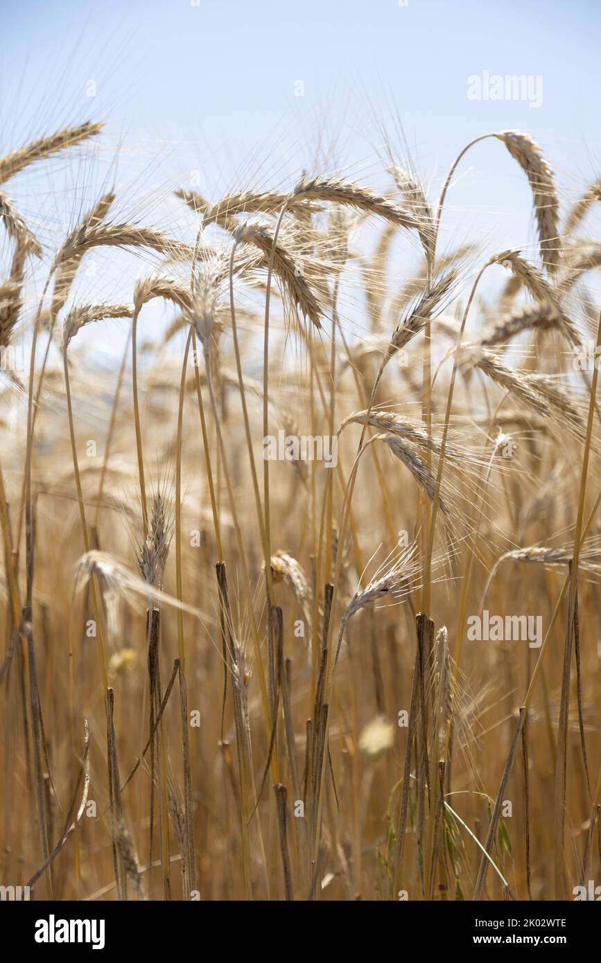 Spighe di grano contro cielo nuvoloso Foto Stock