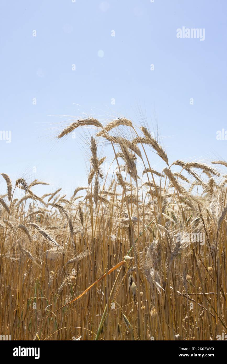 Spighe di grano contro cielo nuvoloso Foto Stock