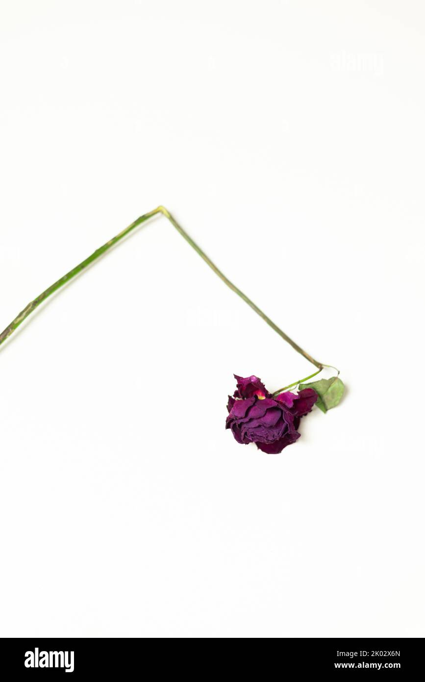 Rosa essiccata con gambo piegato Foto Stock