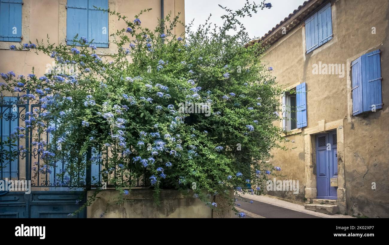 Vicolo in Peyriac de Mer, arbusto fiorito, il comune si trova nel Parco Naturale Regionale Narbonnaise en Méditerranée. Foto Stock
