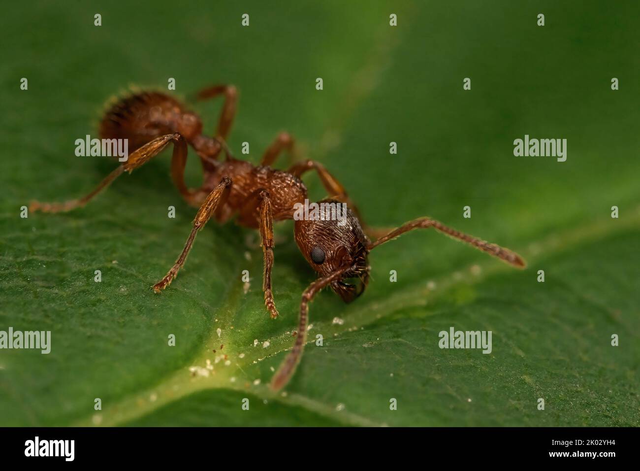 Un macrofo di comune formica rossa su foglia verde Foto Stock