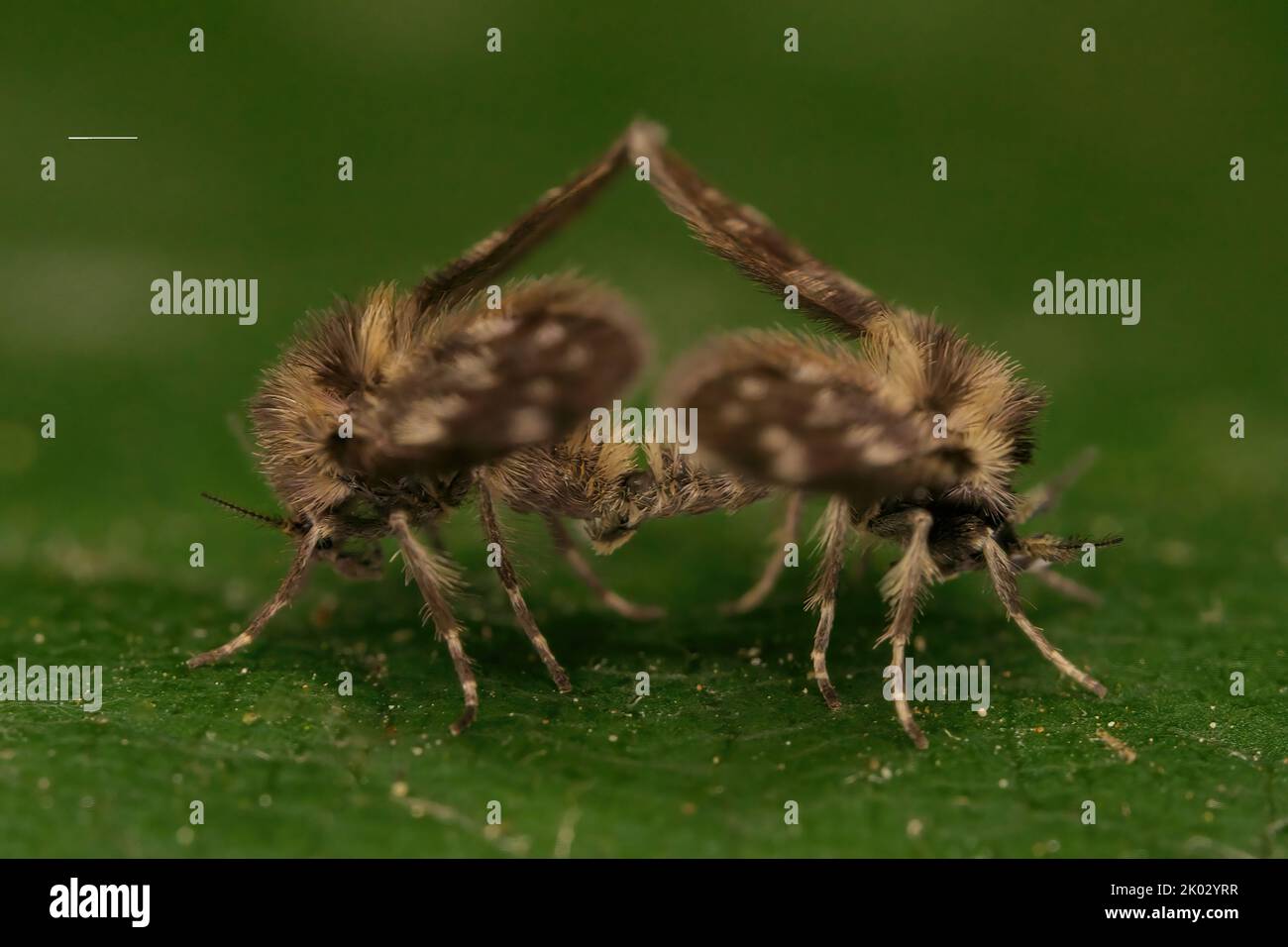 Un primo piano di due insetti Psychodidae marroni che si accoppiano su una foglia verde Foto Stock