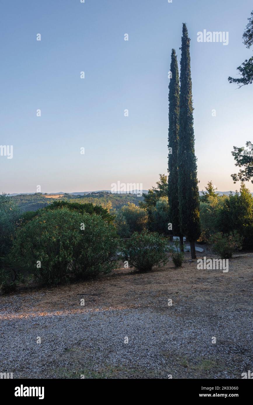 Cipressi in oliveto, Sasso d'Ombrone, provincia di Grosseto, Toscana, Italia Foto Stock