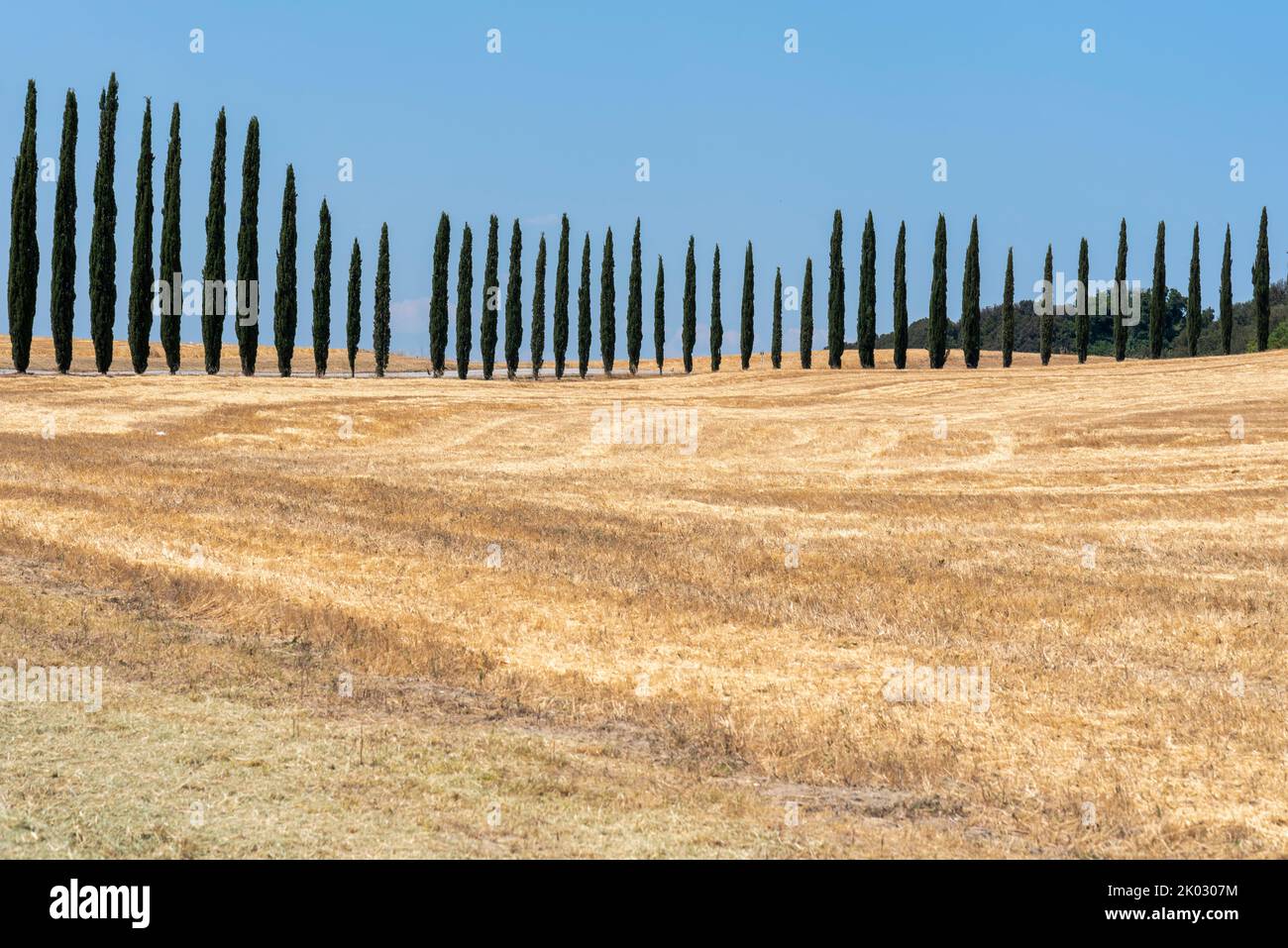 Campi di grano, cipressi, Siena, Toscana, Italia Foto Stock