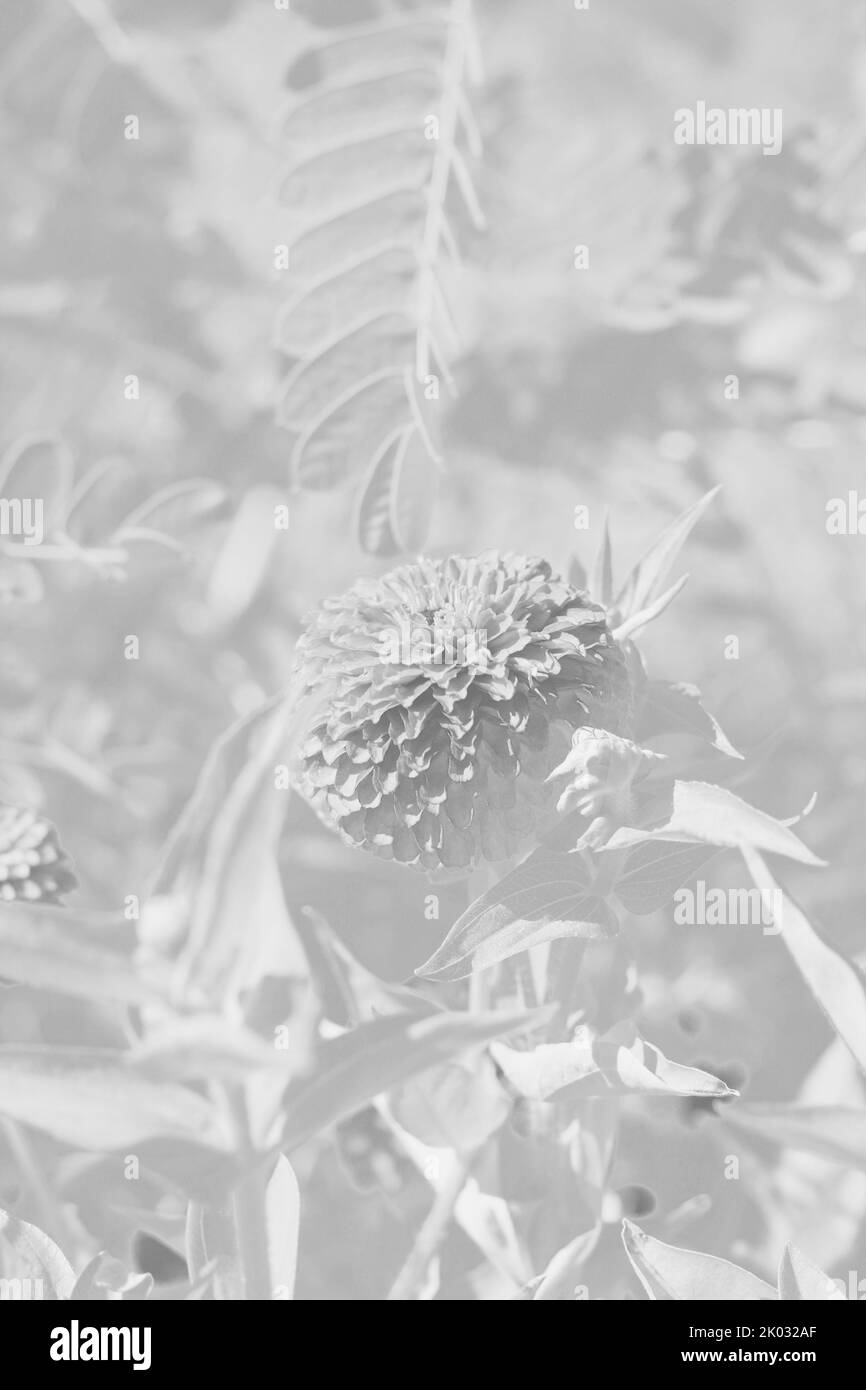 Belle zinnie e fiori che crescono nel giardino di fiori soleggiato in uno sfondo bianco e nero monocromatico. Foto Stock