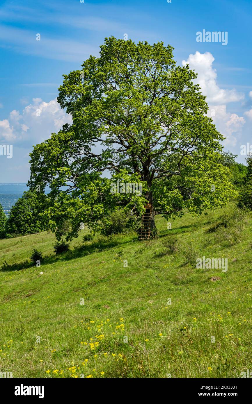 Quercia nel NSG Eichhalde Foto Stock