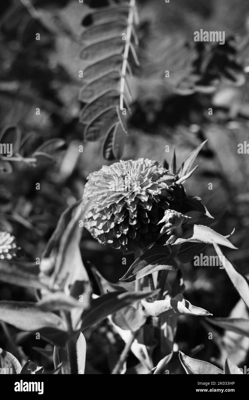 Belle zinnie e fiori che crescono nel giardino di fiori soleggiato in uno sfondo bianco e nero monocromatico. Foto Stock