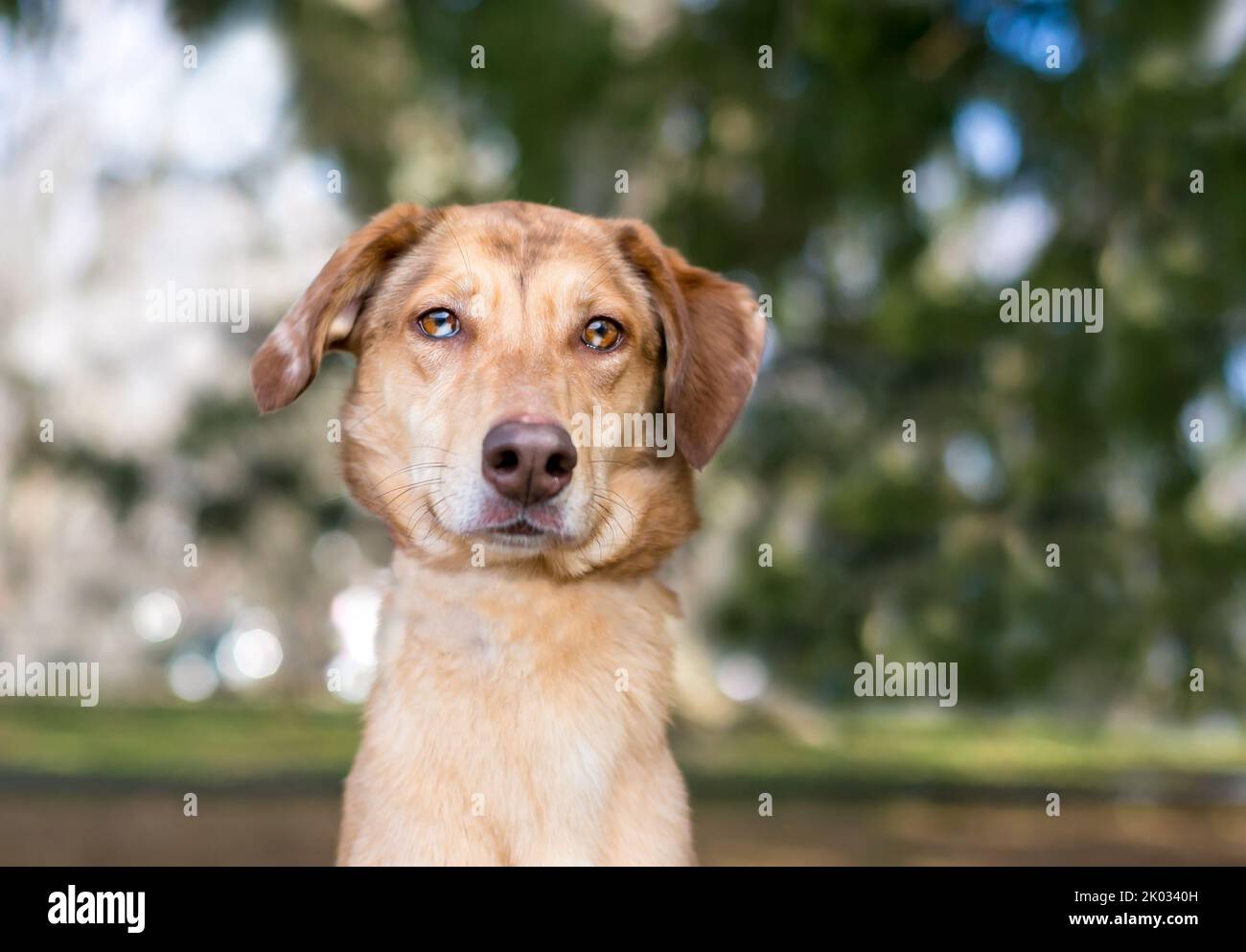 Una razza mista cane con heterochromia settoriali nei suoi occhi Foto Stock