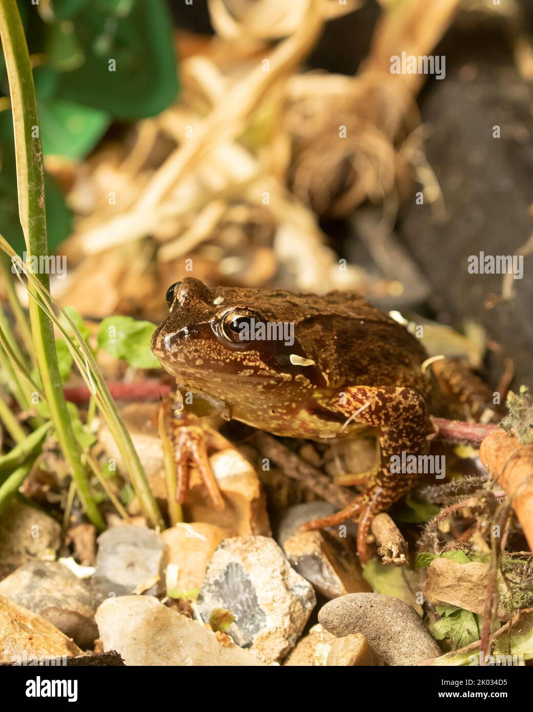 Un primo piano verticale di una rana comune europea (Rana temporania) seduta su rocce Foto Stock