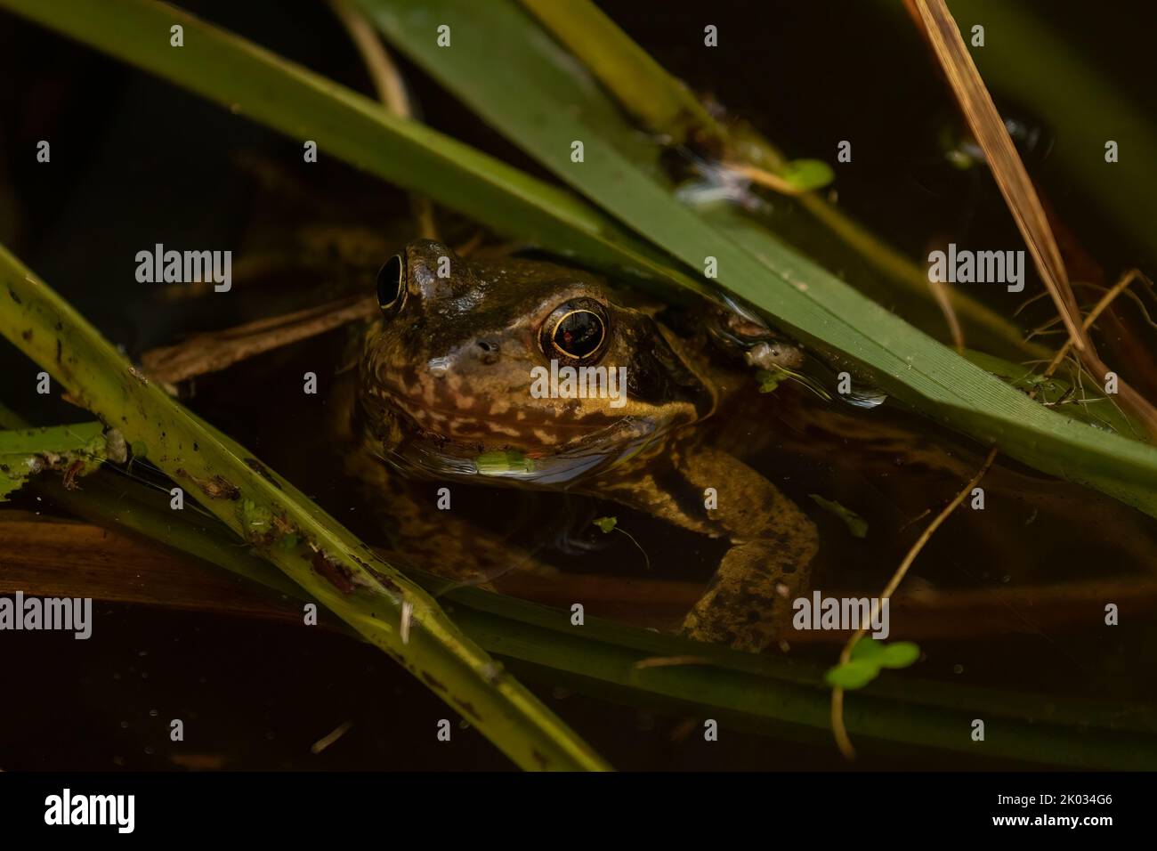 Un primo piano di una rana comune europea (Rana temporania) che si nasconde in canne in uno stagno Foto Stock