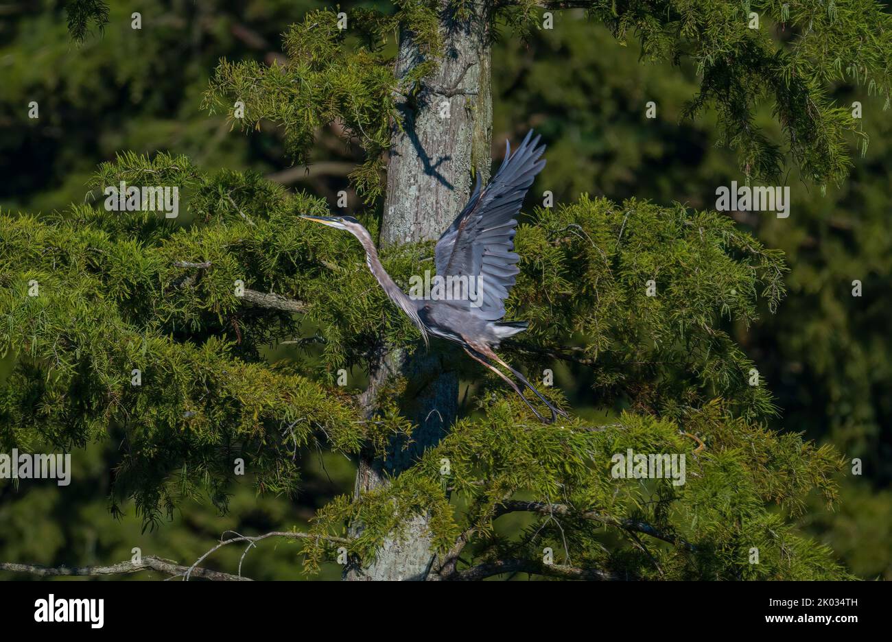 Un airone grigio nell'aria nel suo habitat naturale Foto Stock