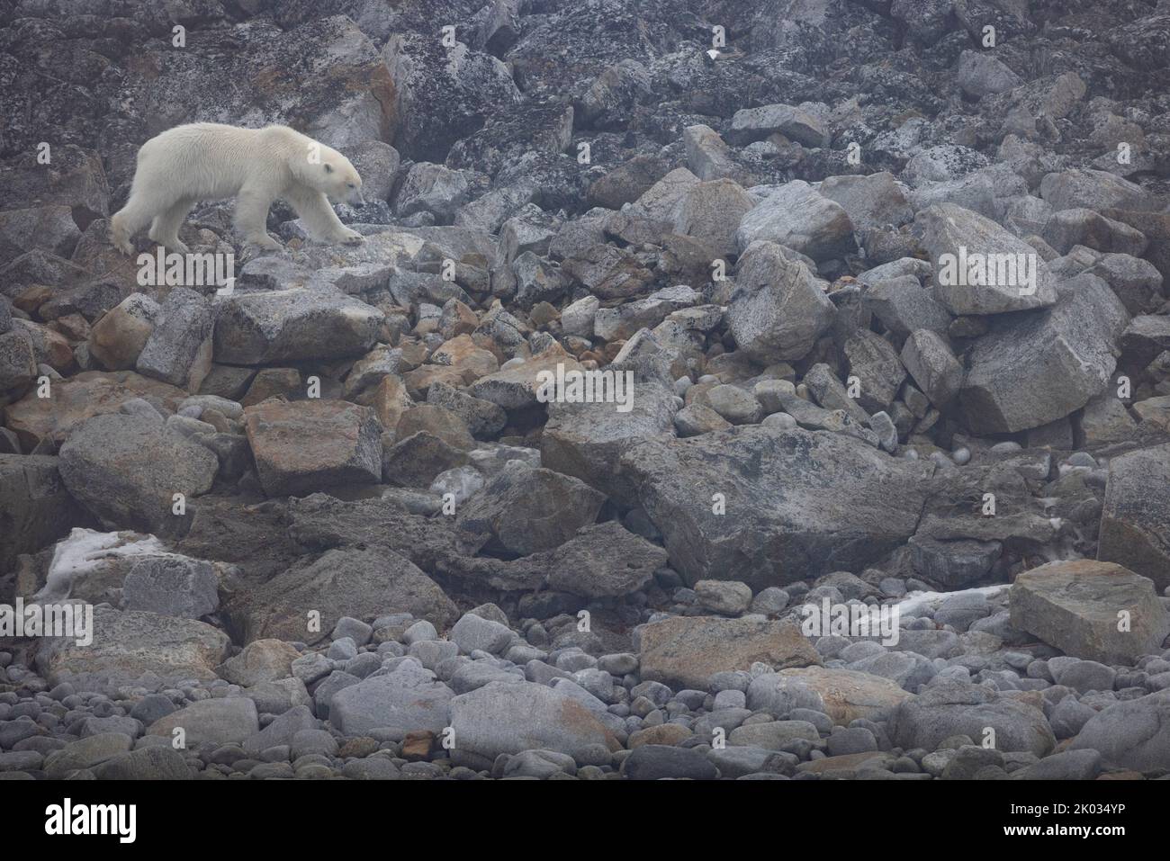 Un orso polare su Spitsbergen. Foto Stock