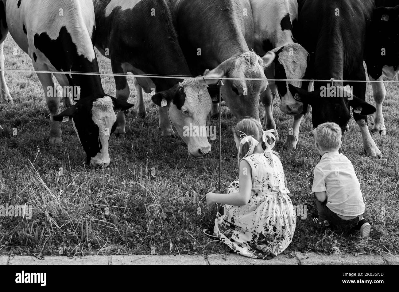 Un primo piano di belle mucche al pascolo nel campo in Germania Foto Stock