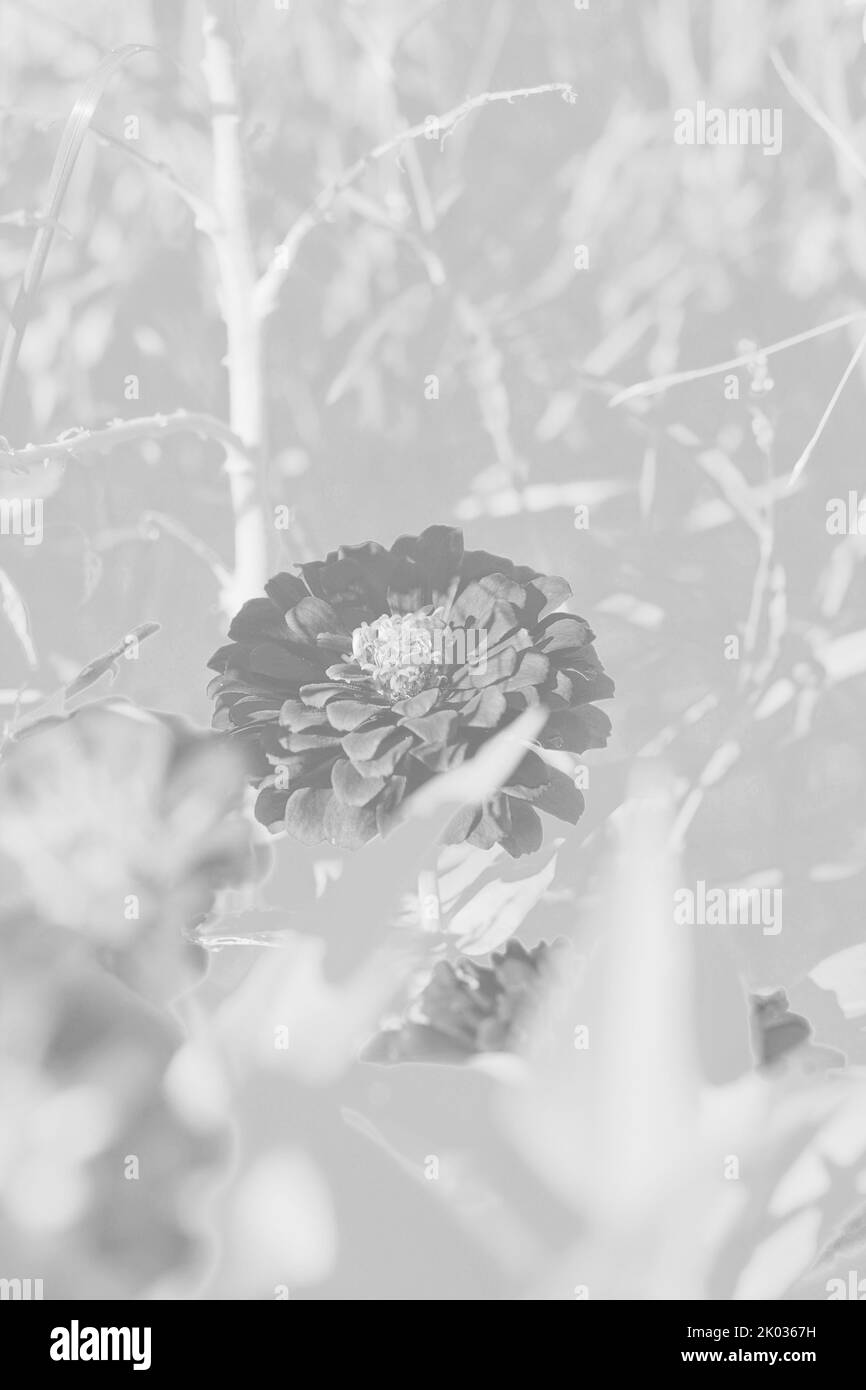 Belle zinnie e fiori che crescono nel giardino di fiori soleggiato in uno sfondo bianco e nero monocromatico. Foto Stock