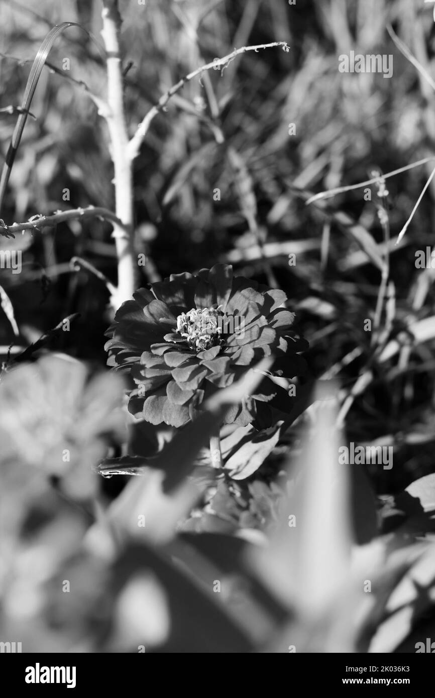 Belle zinnie e fiori che crescono nel giardino di fiori soleggiato in uno sfondo bianco e nero monocromatico. Foto Stock