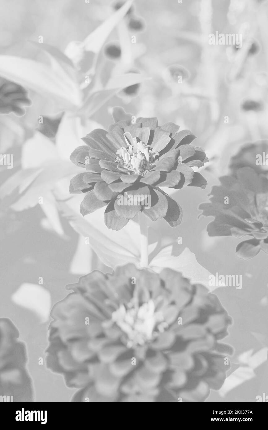 Belle zinnie e fiori che crescono nel giardino di fiori soleggiato in uno sfondo bianco e nero monocromatico. Foto Stock