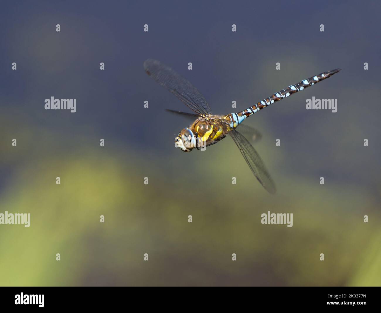 Libellula Migrant Hawker maschio (Aeshna mixta) in volo Foto Stock