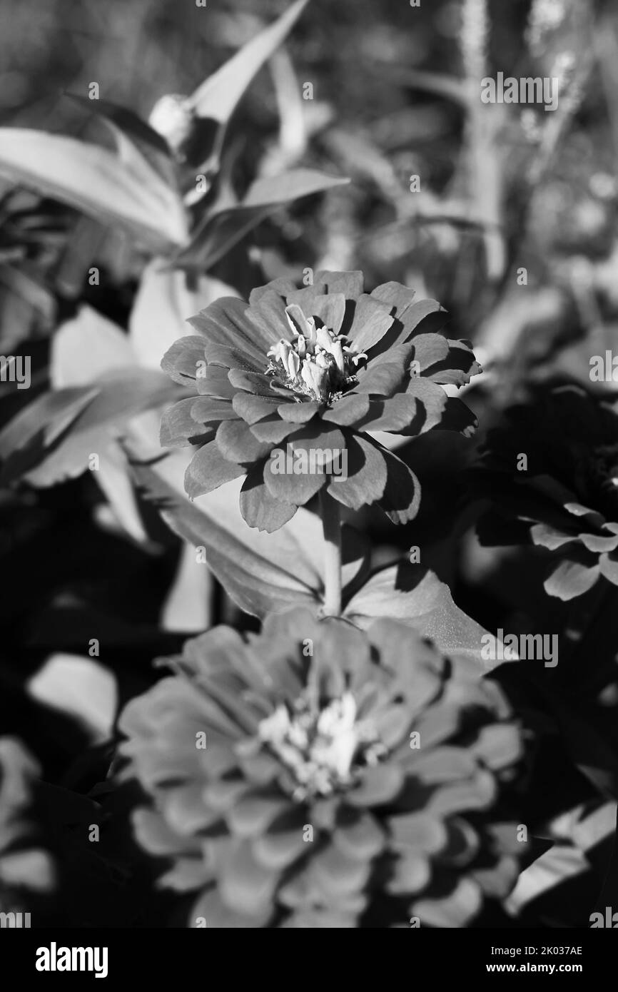 Belle zinnie e fiori che crescono nel giardino di fiori soleggiato in uno sfondo bianco e nero monocromatico. Foto Stock