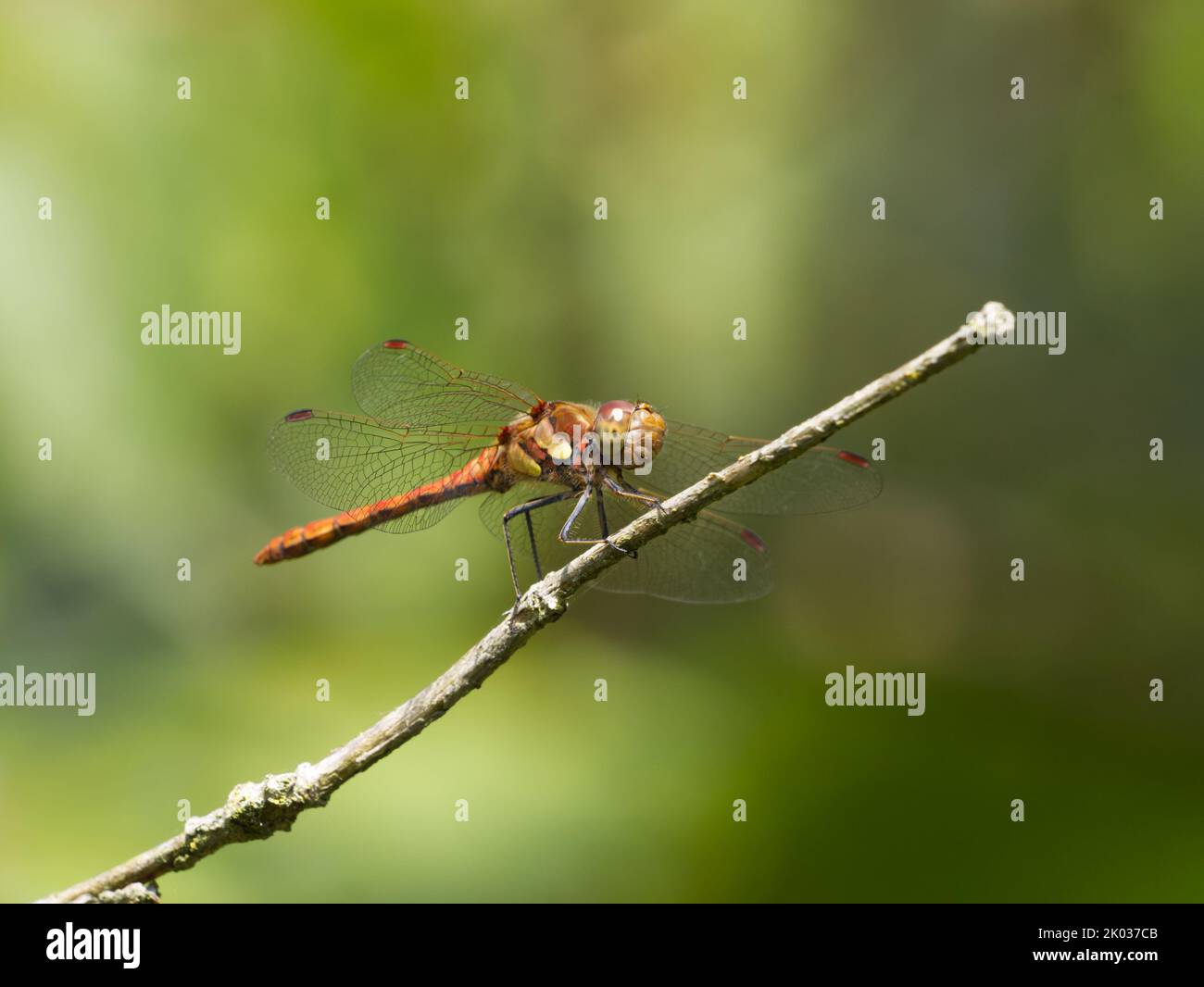 Dragonfly Darter comune maschile (Sympetrum striolatum) arroccato su un ramoscello Foto Stock