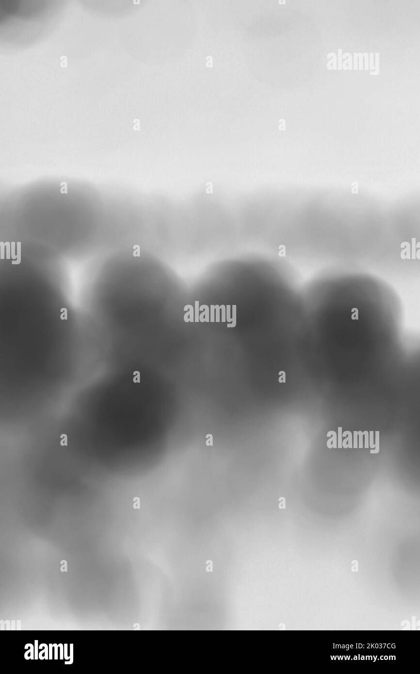 Blurry Dreamy astratto di un campo di fiori pieno di bei fiori in un'illustrazione di fondo in bianco e nero. Foto Stock