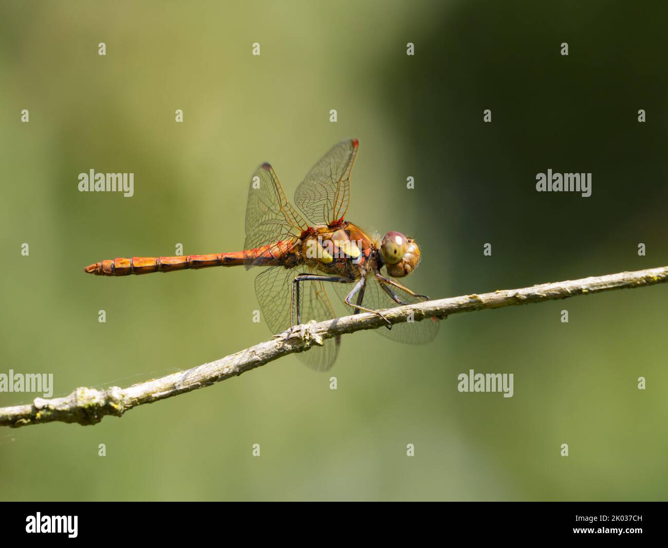 Dragonfly Darter comune maschile (Sympetrum striolatum) arroccato su un ramoscello Foto Stock