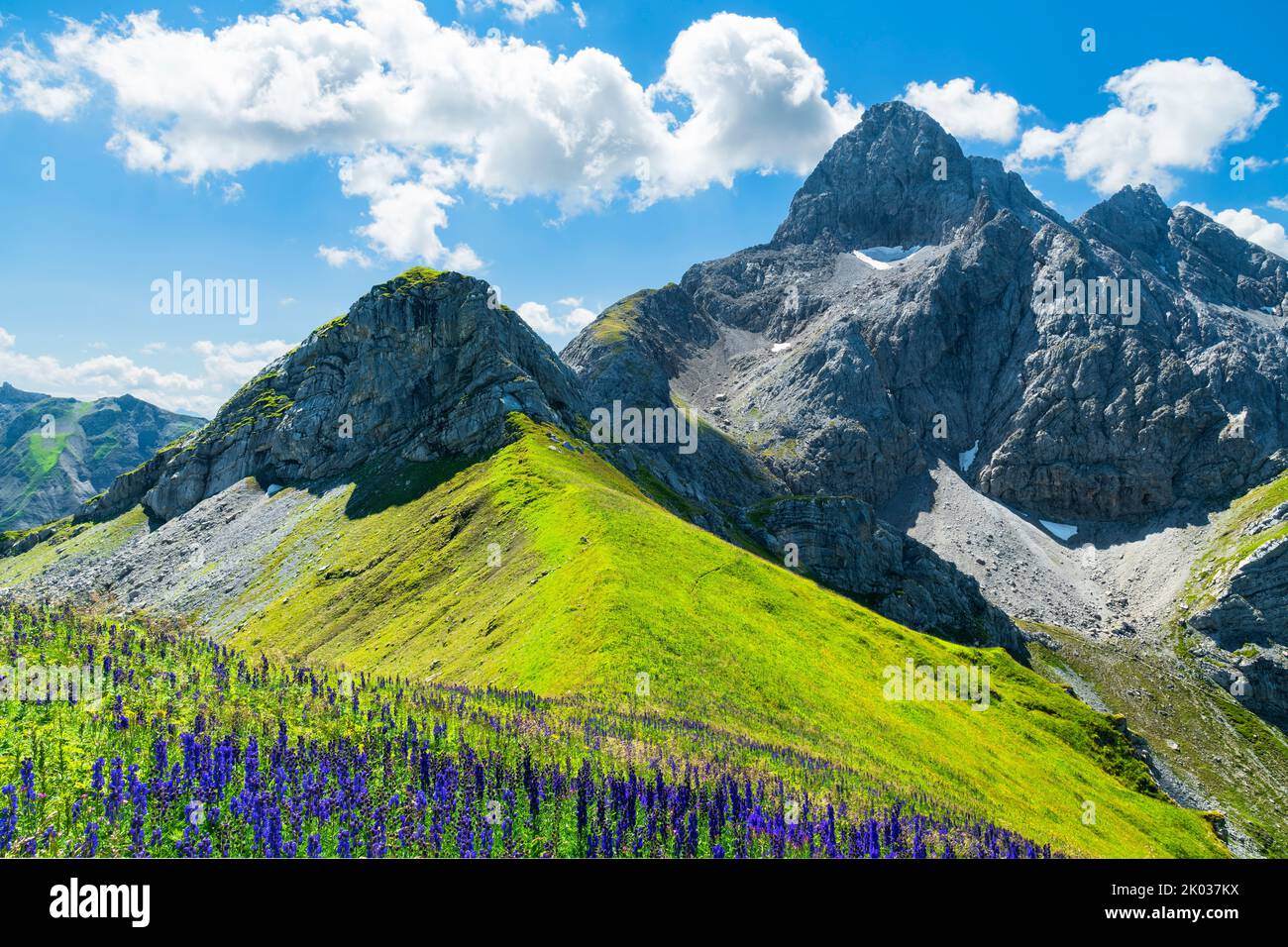 Selvaggio paesaggio montano con montagne rocciose e fiori nelle giornate estive soleggiate. Tretachspitze, Alpi Allgäu, Baviera, Germania, Europa Foto Stock