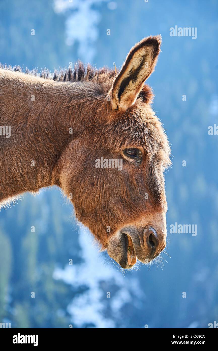 Hausel (Equus asinus asinus), montagne, Aurach Game Park, Kitzbühl, Austria, Europa Foto Stock
