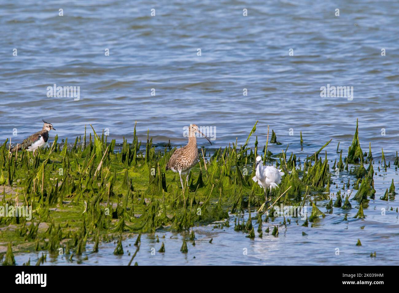 Il lapwing settentrionale (Vanellus vanellus), il curlew eurasiatico / curlew comune (Numenius arquata) e il piccolo egret (Egretta garzetta) foraging in salpalude Foto Stock
