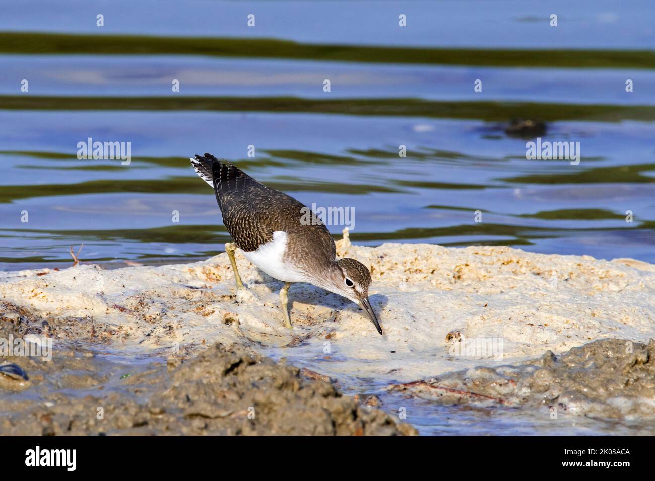 Comune Sandpiper (Actis hypoleucos / Tringa hypoleucos) foraging in schiuma di mare / spiaggia / spume in salpalude intertidale / salpalude in estate Foto Stock